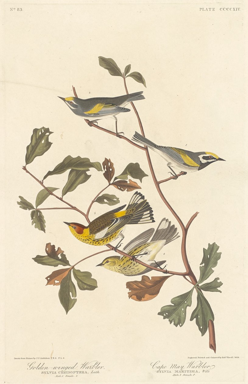 Aranyszárnyú poszáta és Cape May poszcsa, 1838. alkotó: Robert Havell