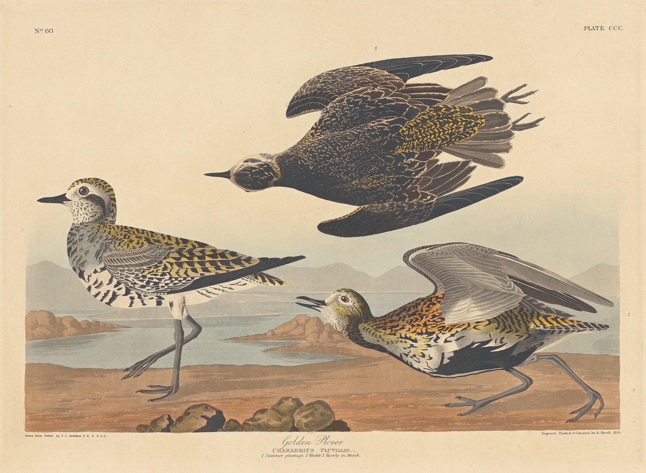 Aranylile, 1836. alkotó: Robert Havell