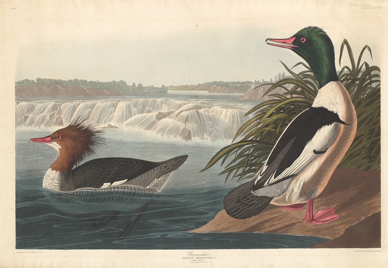 Goosander, 1836. alkotó: Robert Havell