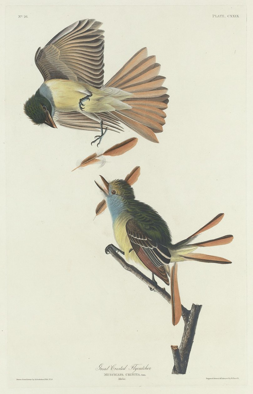 Nagy tarajos légykapó, 1832. alkotó: Robert Havell