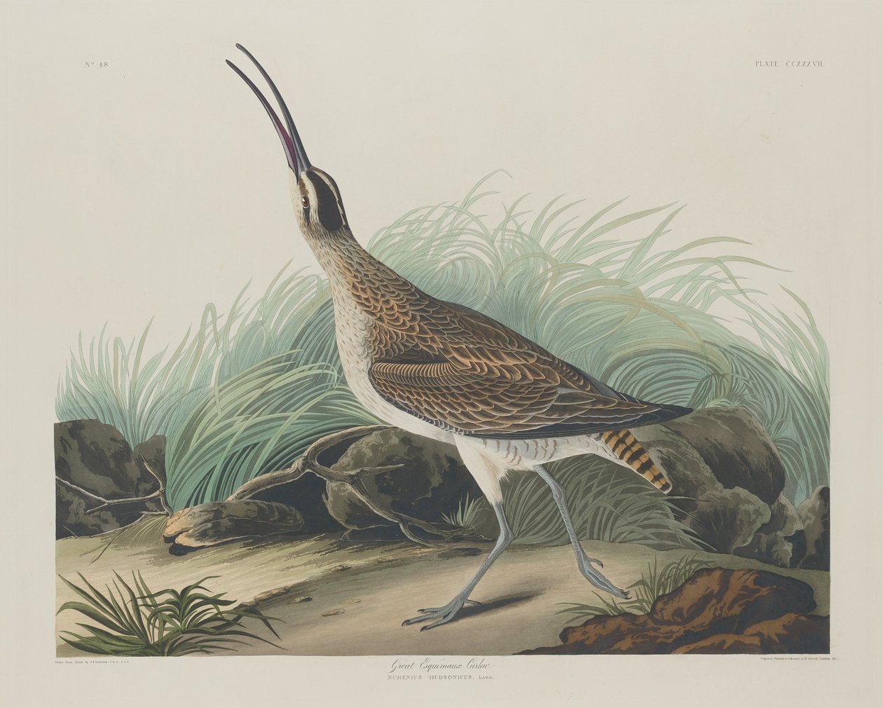 Nagy göndör eszkimók, 1835. alkotó: Robert Havell