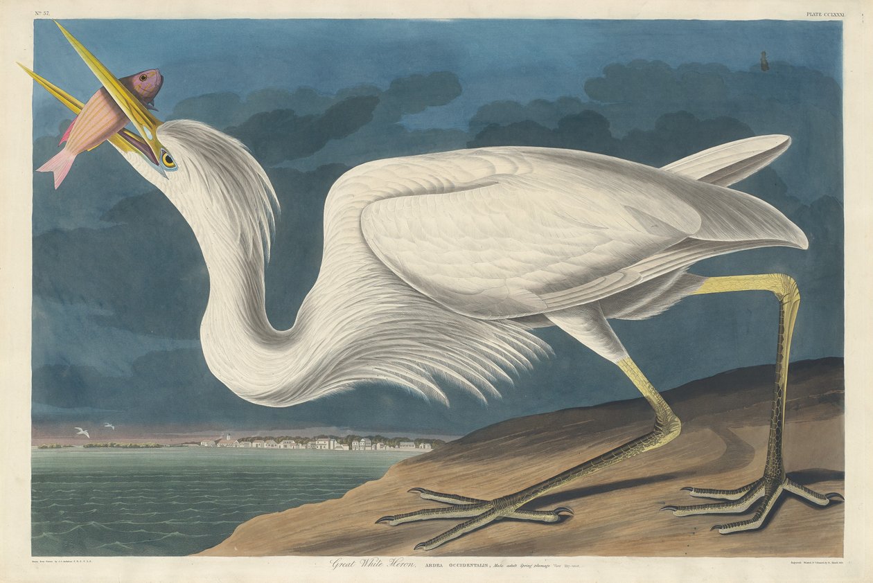 Fehér gém, 1835. alkotó: Robert Havell