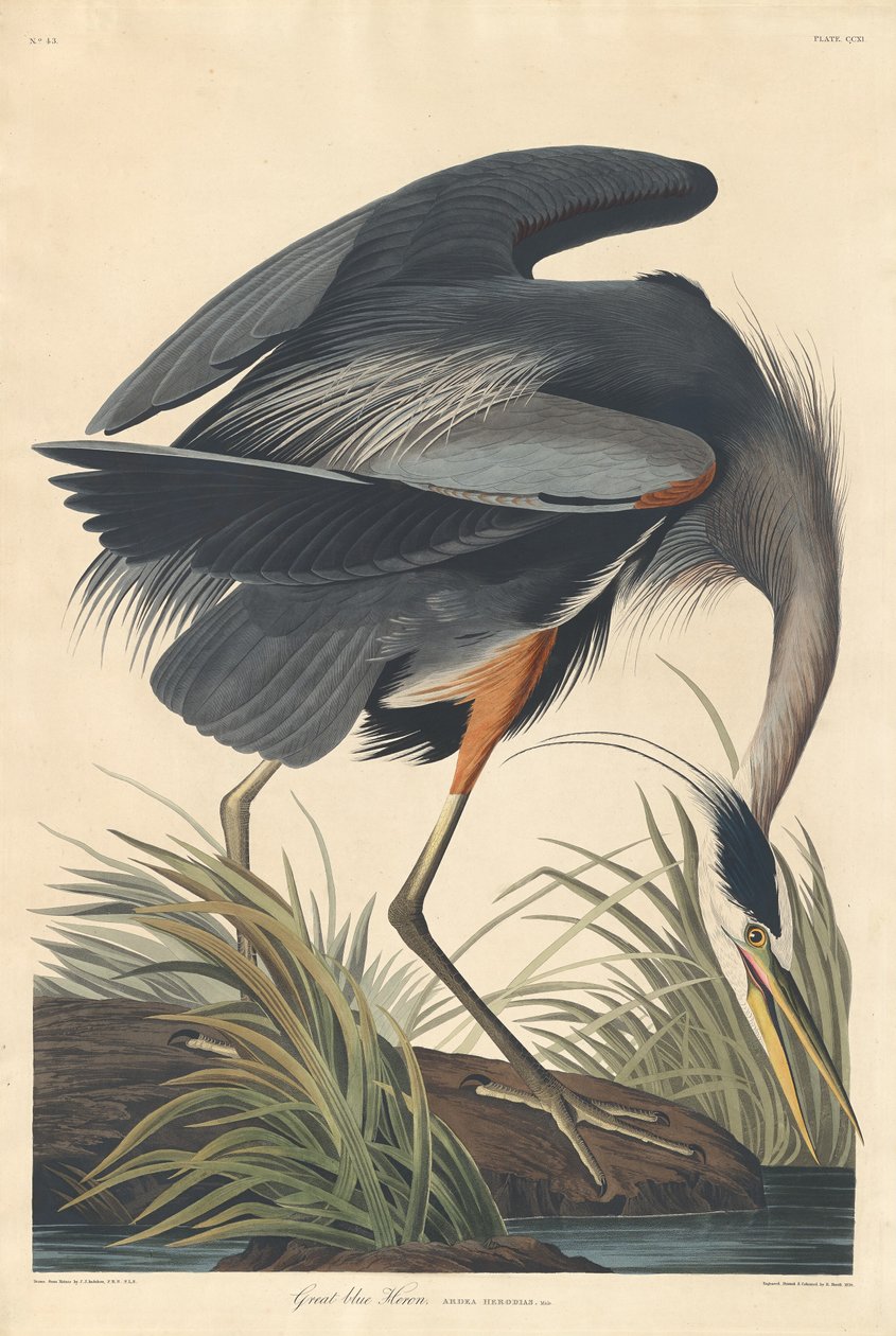 Nagy kék gém, 1834. alkotó: Robert Havell