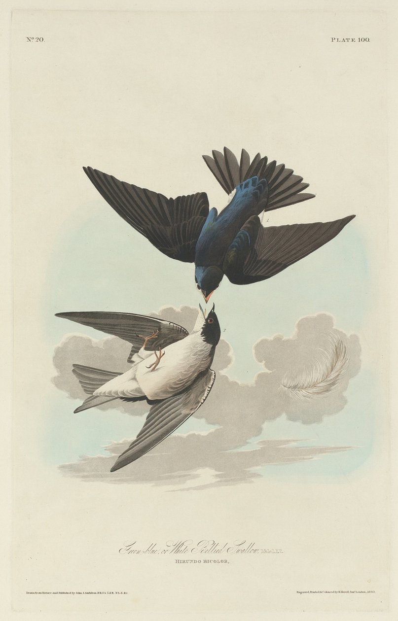 Zöld-kék vagy fehérhasú fecske, 1830. alkotó: Robert Havell
