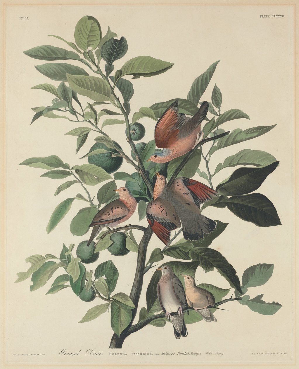 Ground Dove, 1833. alkotó: Robert Havell