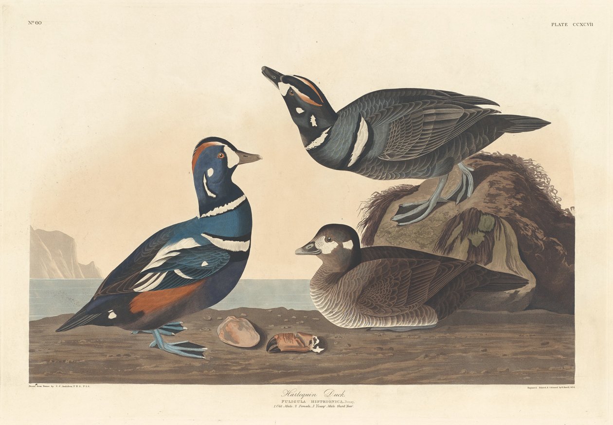 Harlekin kacsa, 1836. alkotó: Robert Havell