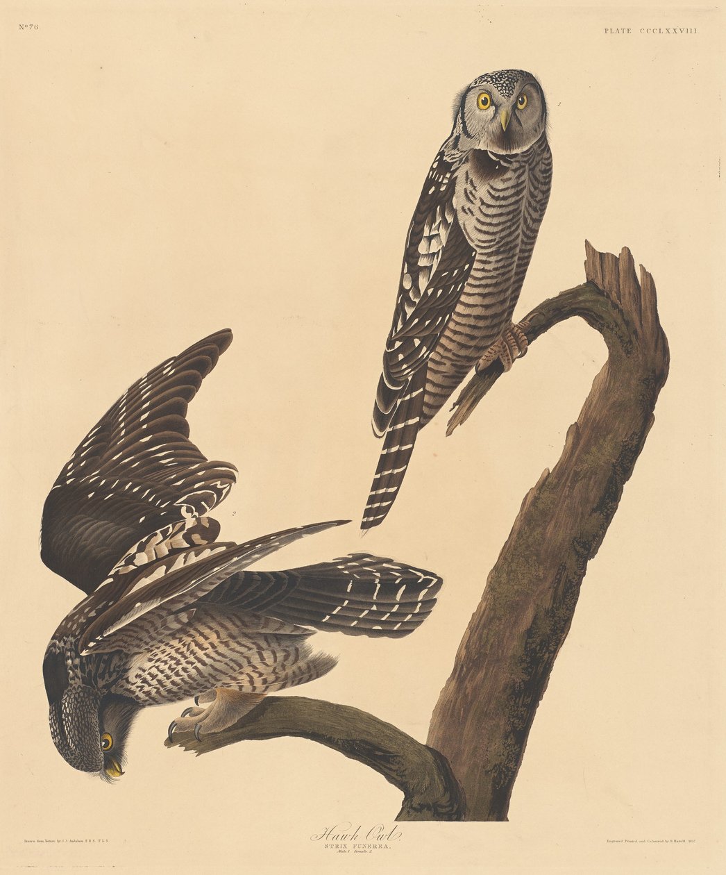 Sólyombagoly, 1837. alkotó: Robert Havell