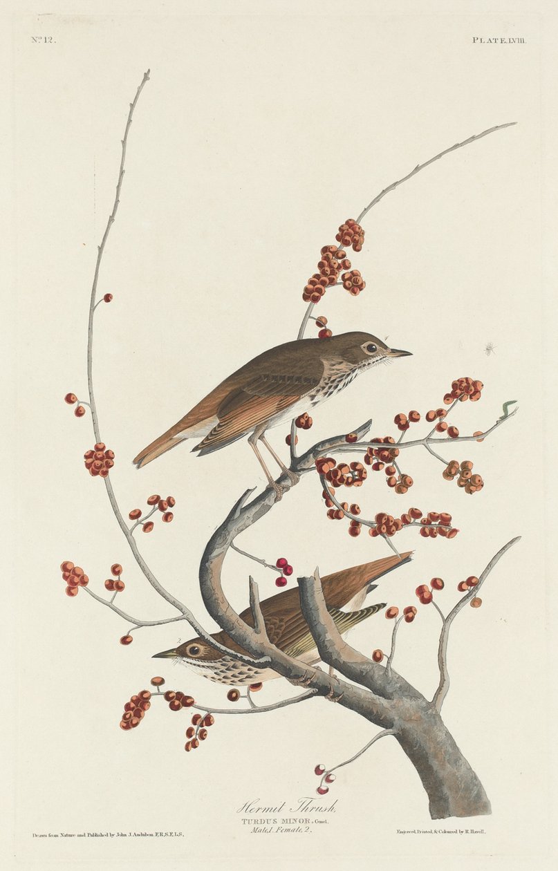 Remete rigó, 1829. alkotó: Robert Havell