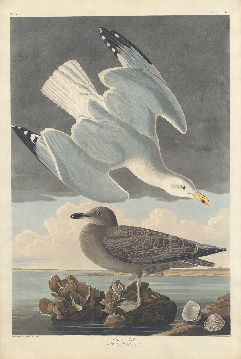 Heringsirály, 1836. alkotó: Robert Havell