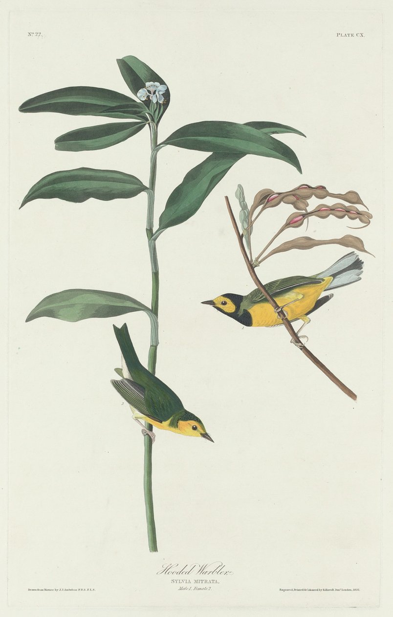 Csuklyás poszcsa, 1831. alkotó: Robert Havell