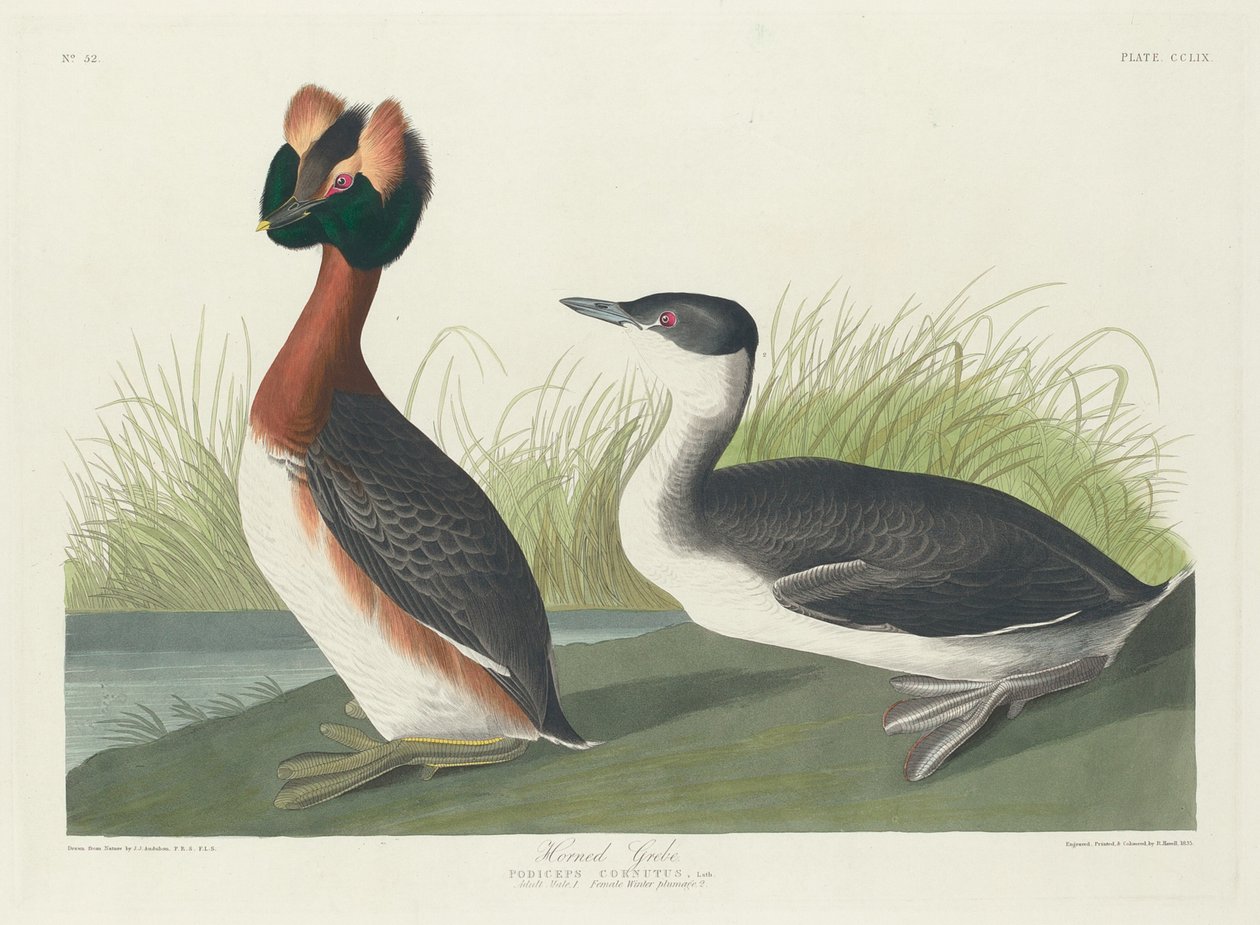 Szarvas vöcsök, 1835. alkotó: Robert Havell