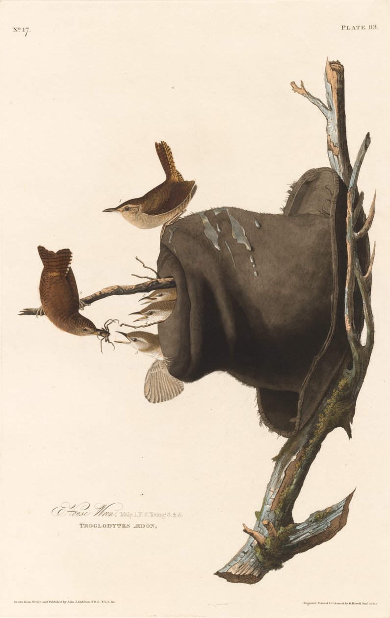 Wren ház, 1830. alkotó: Robert Havell