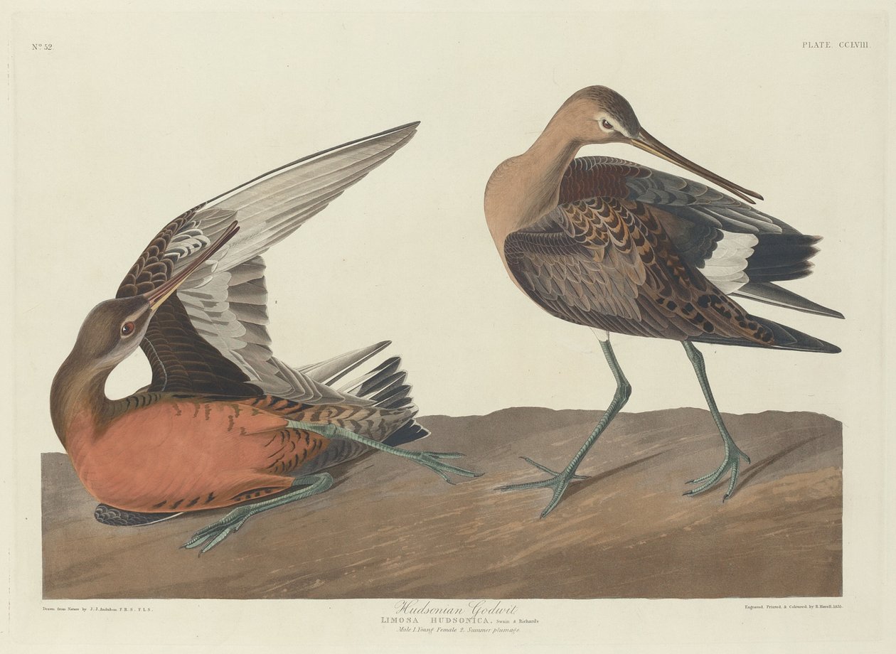 Hudson Godwit, 1835. alkotó: Robert Havell
