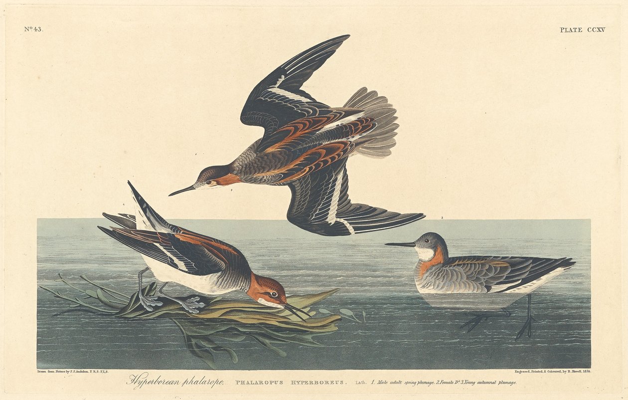 Hiperboreai phalarope, 1834. alkotó: Robert Havell