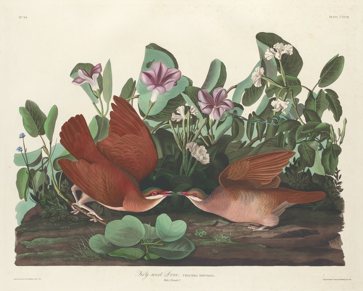 Key-west Dove, 1833. alkotó: Robert Havell