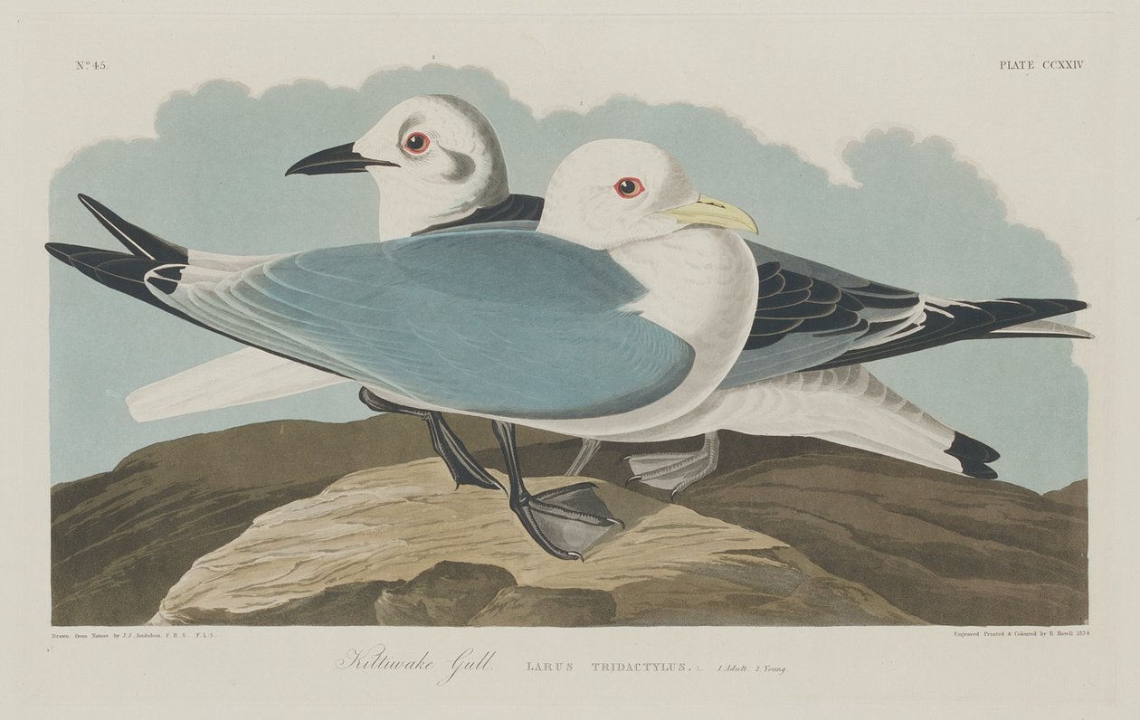 Kittiwake sirály, 1834. alkotó: Robert Havell