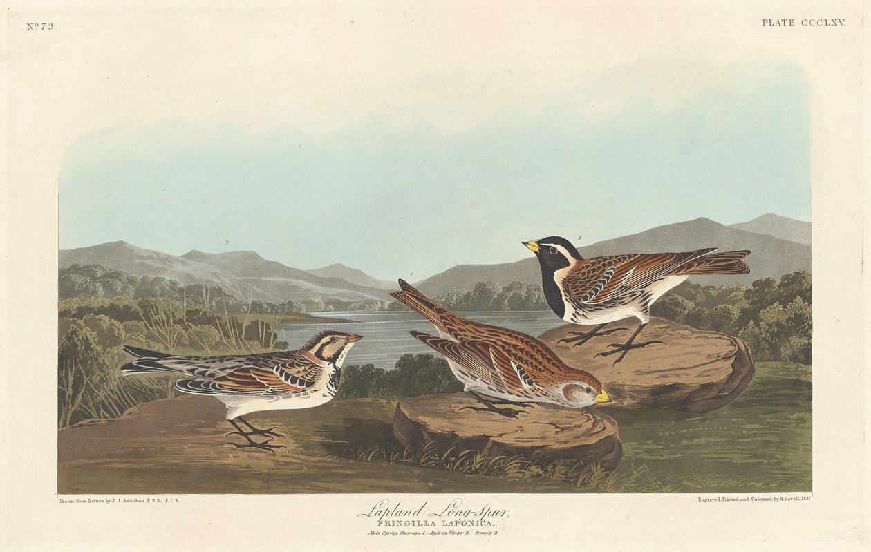 Lappland Longspur, 1837. alkotó: Robert Havell
