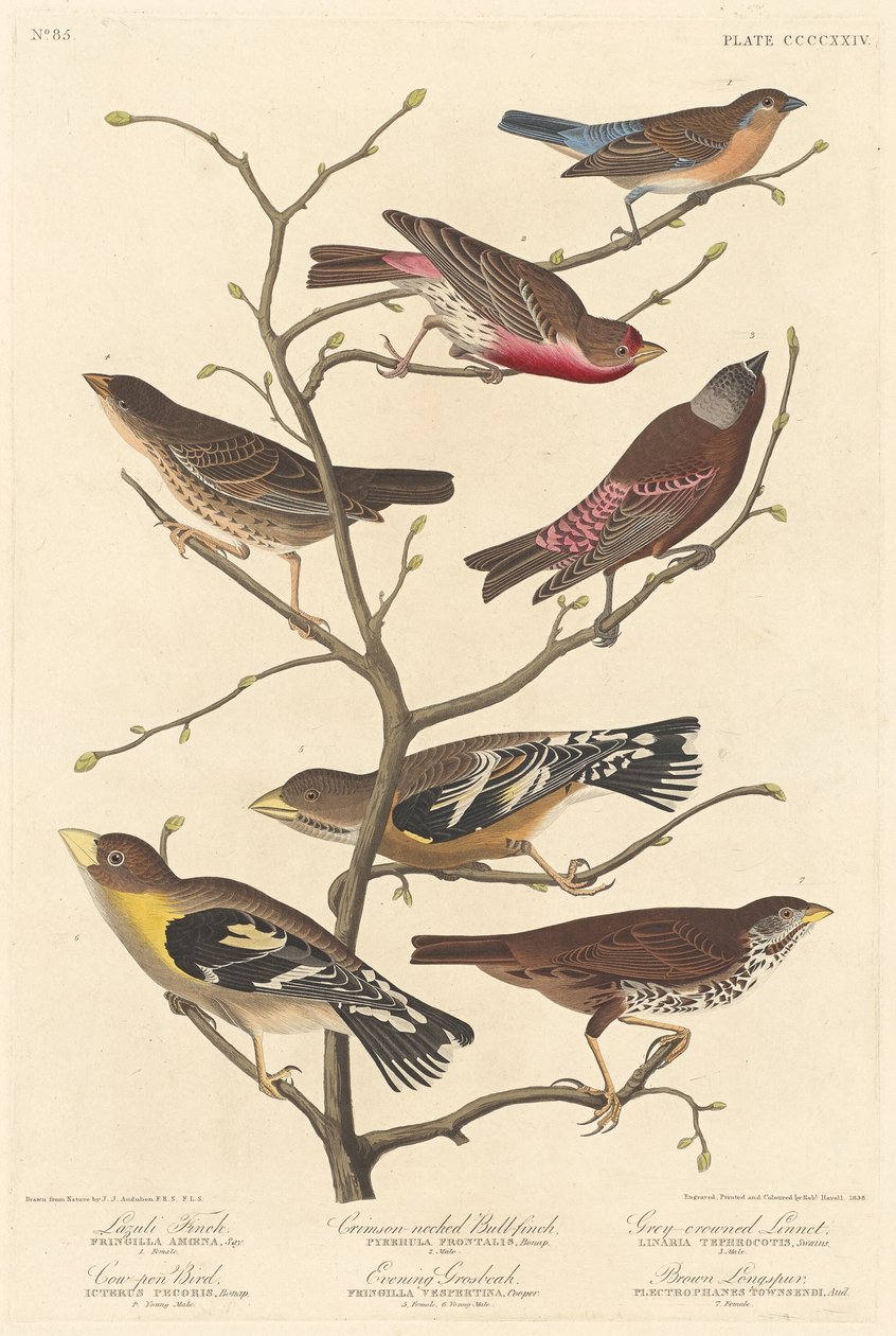 Finch Lazuli, 1838. alkotó: Robert Havell
