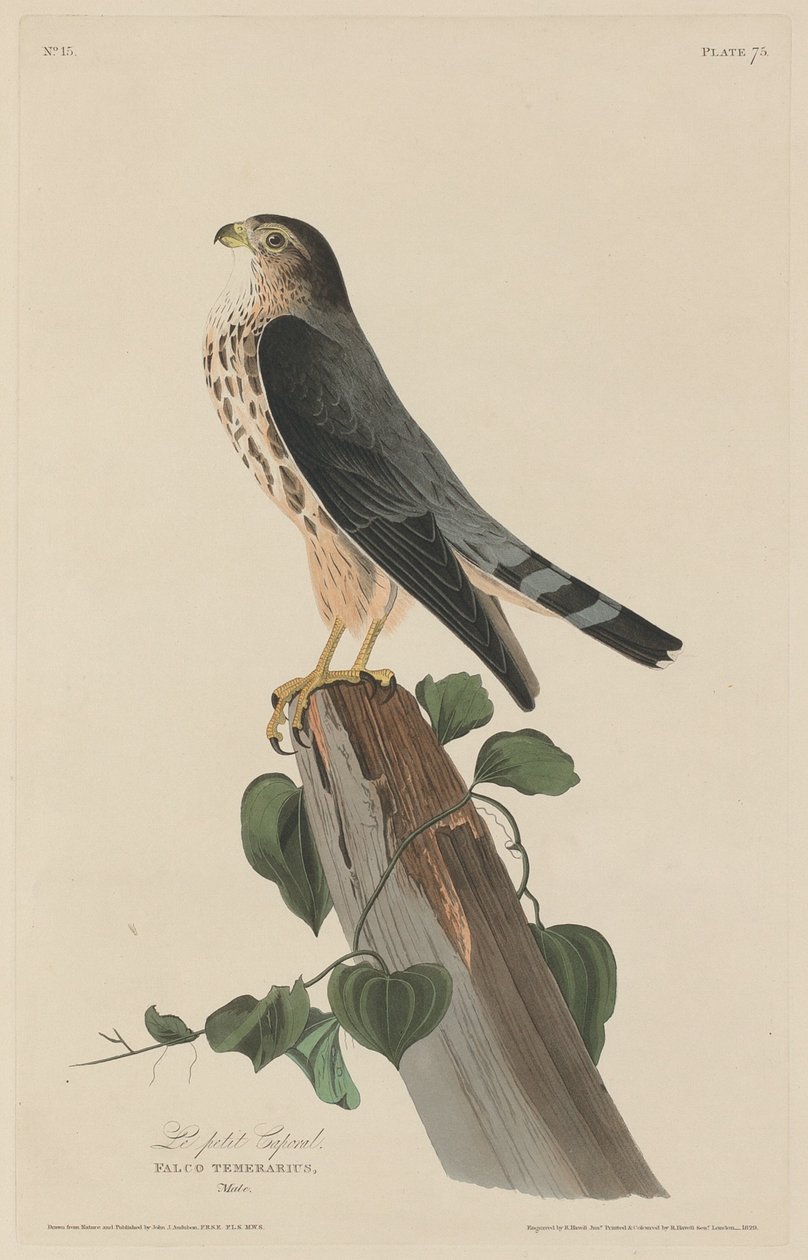 A kis tizedes, 1829. alkotó: Robert Havell