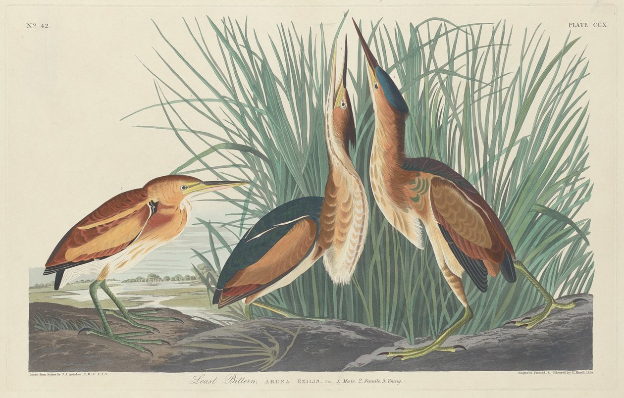 Least Bittern, 1834. alkotó: Robert Havell