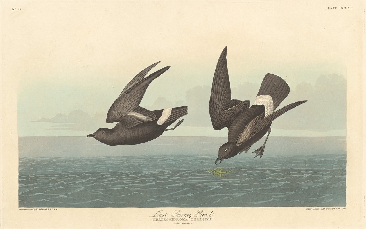 Legkevésbé viharos petrezselyem, 1836. alkotó: Robert Havell