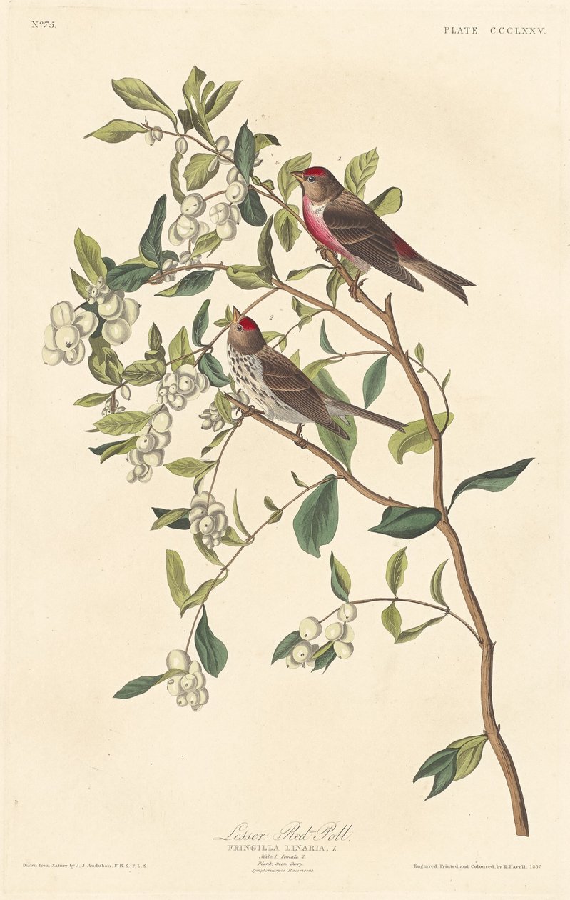 Lesser Red-poll, 1837. alkotó: Robert Havell