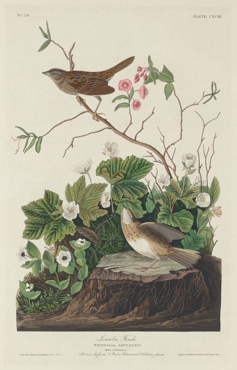Lincoln Finch, 1834. alkotó: Robert Havell
