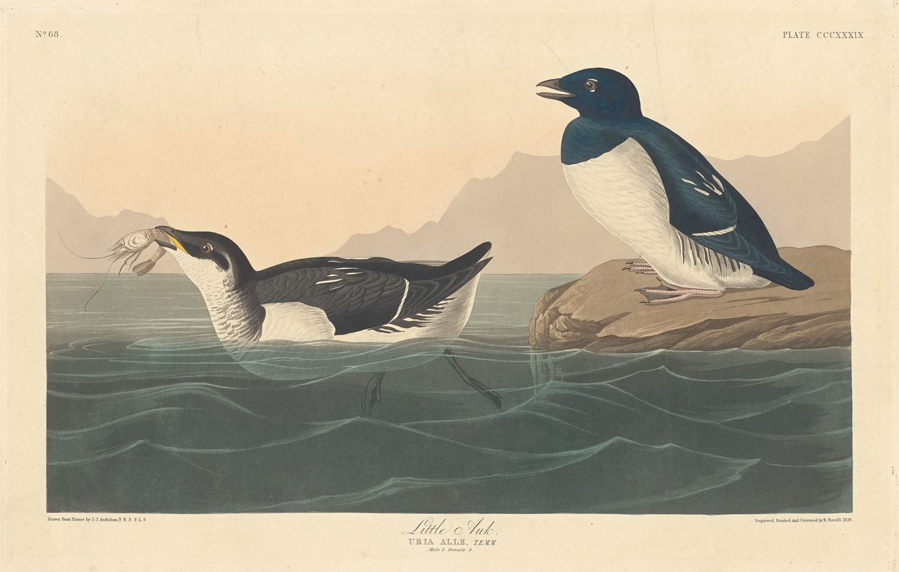 Kis Auk, 1836. alkotó: Robert Havell