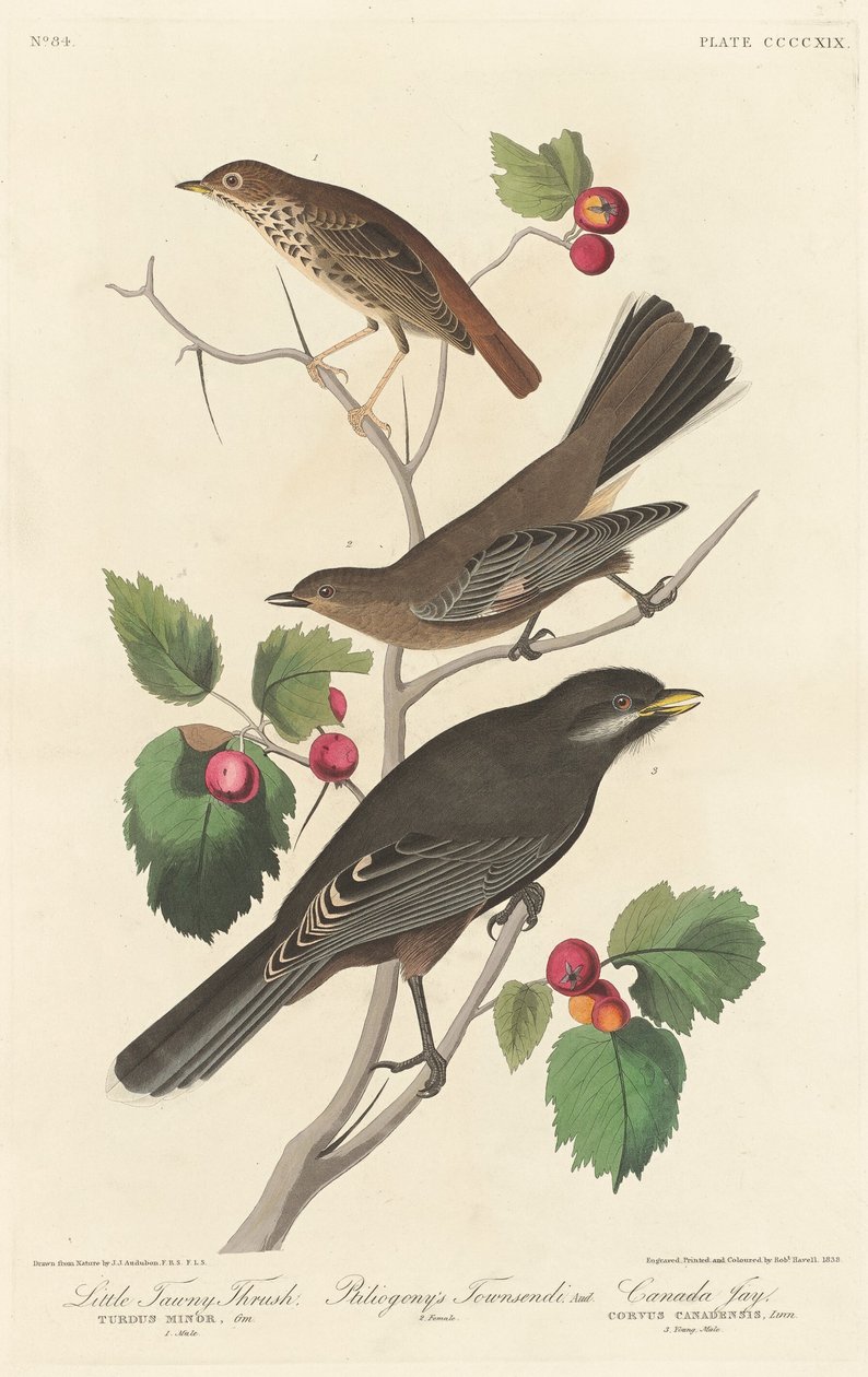 Kis csirke rigó, 1838. alkotó: Robert Havell