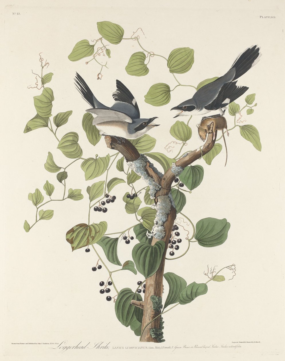 Fatörik, 1829. alkotó: Robert Havell