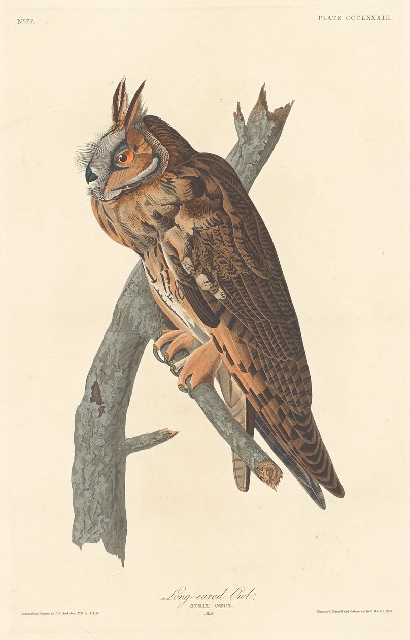 Hosszúfülű bagoly, 1837. alkotó: Robert Havell