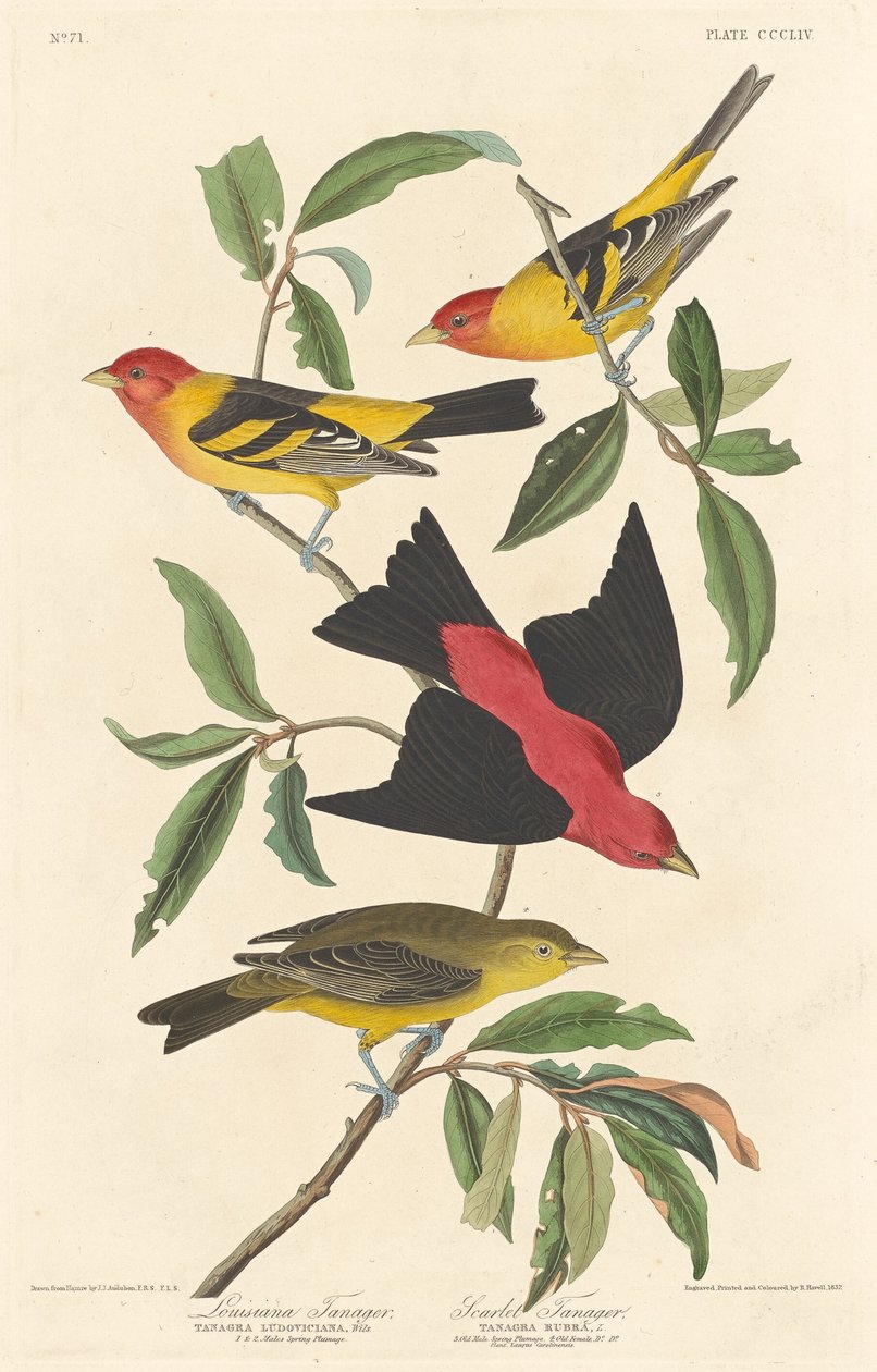 Louisiana Tanager és Scarlet Tanager, 1837. alkotó: Robert Havell