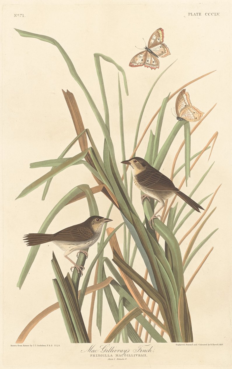 MacGillivray pintye, 1837. alkotó: Robert Havell
