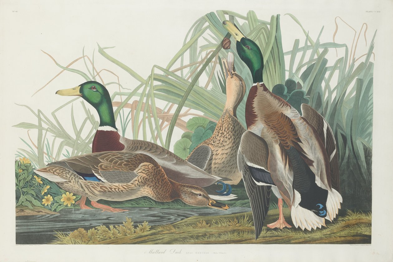 Tőkés réce, 1834. alkotó: Robert Havell