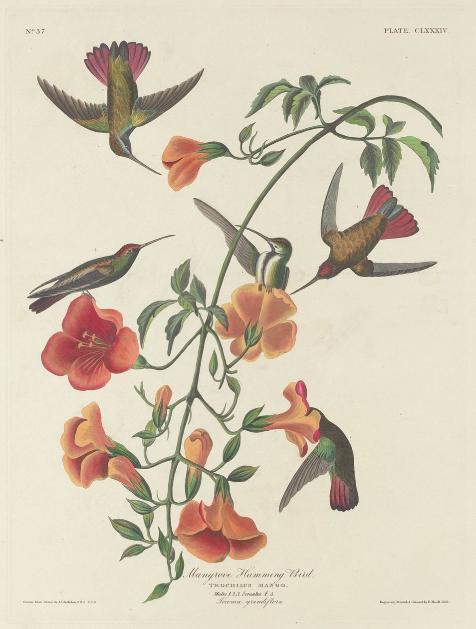 Mangrove kolibri, 1834. alkotó: Robert Havell