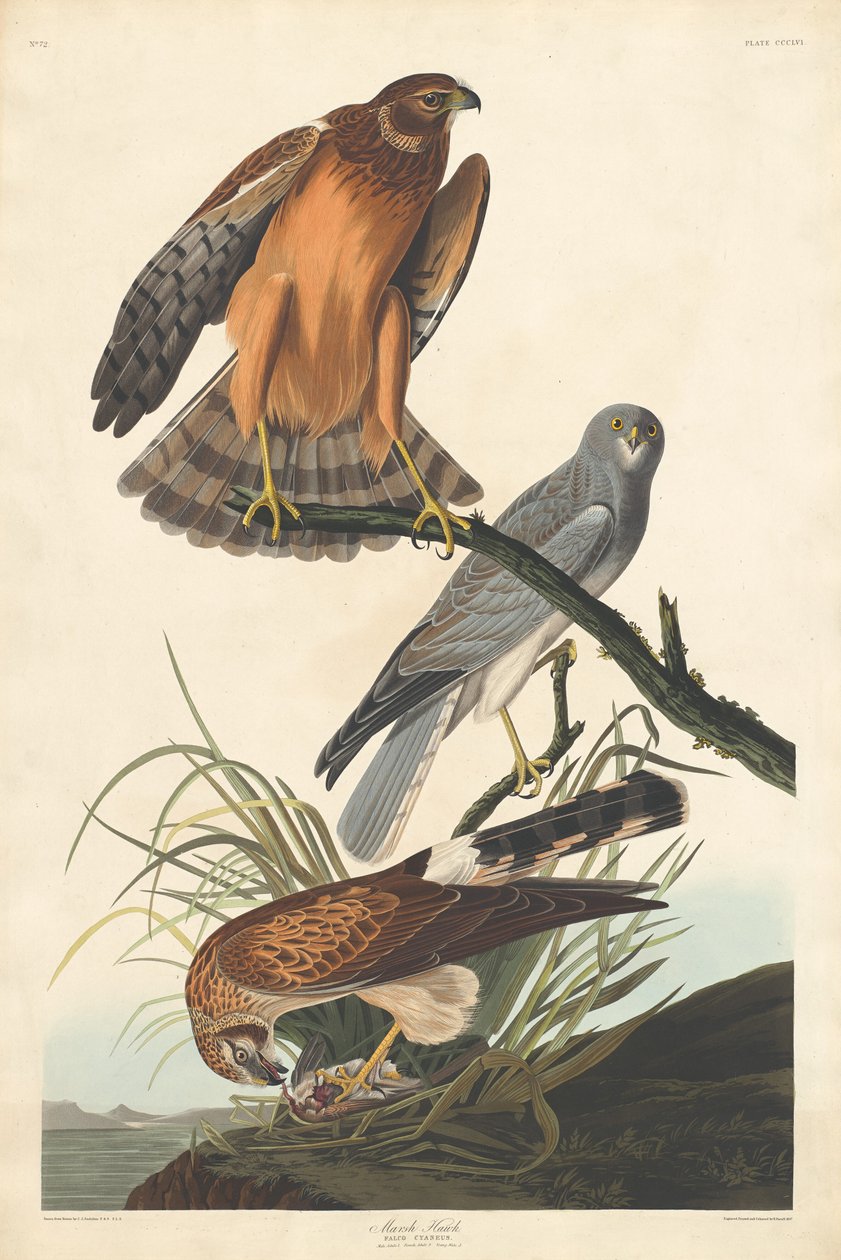 Marsh Hawk, 1837. alkotó: Robert Havell