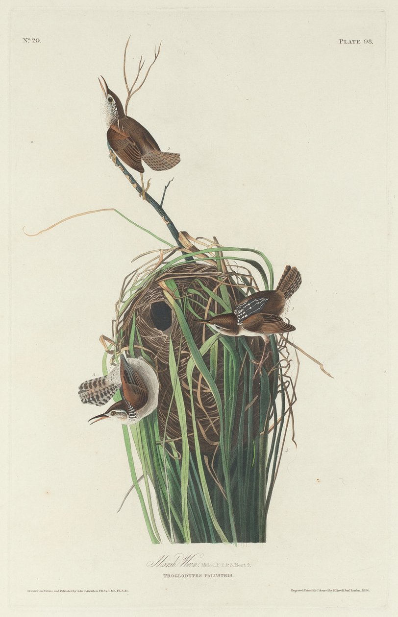 Marsh Wren, 1830. alkotó: Robert Havell