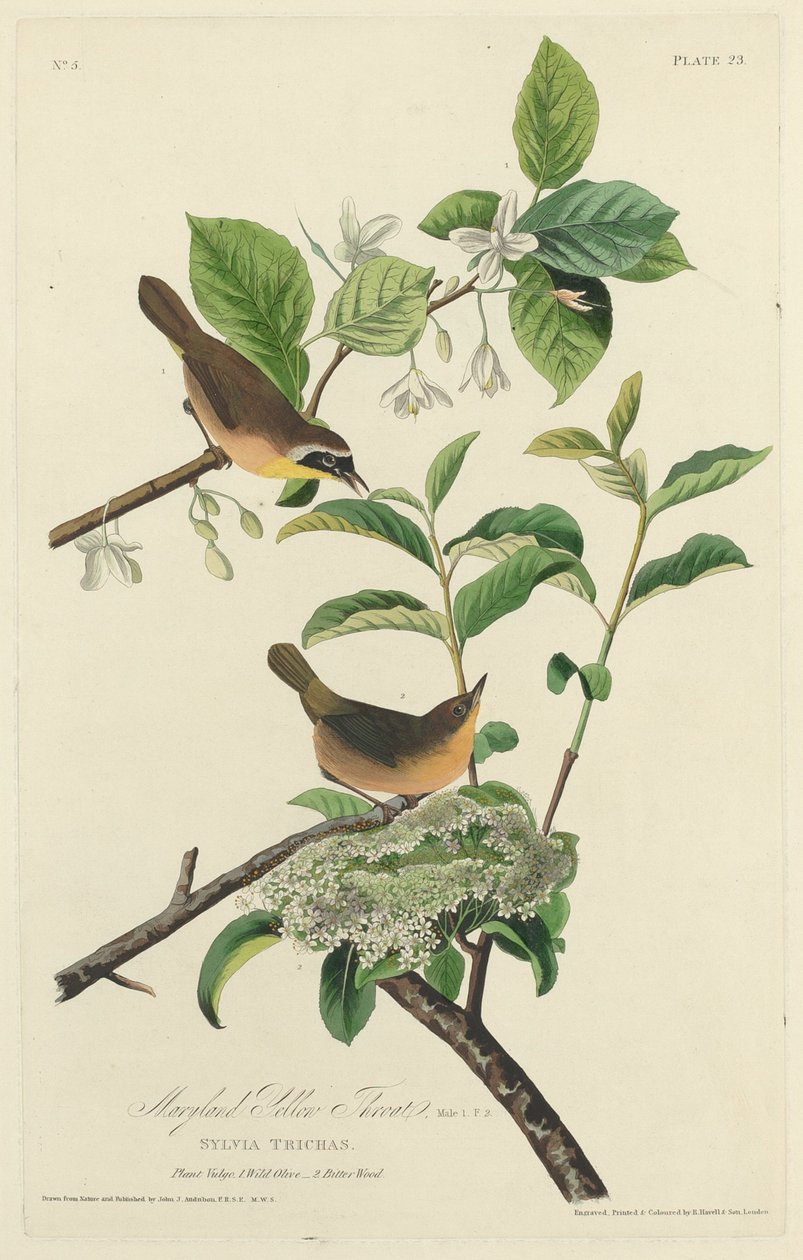 Maryland Yellow Throat, 1827. alkotó: Robert Havell