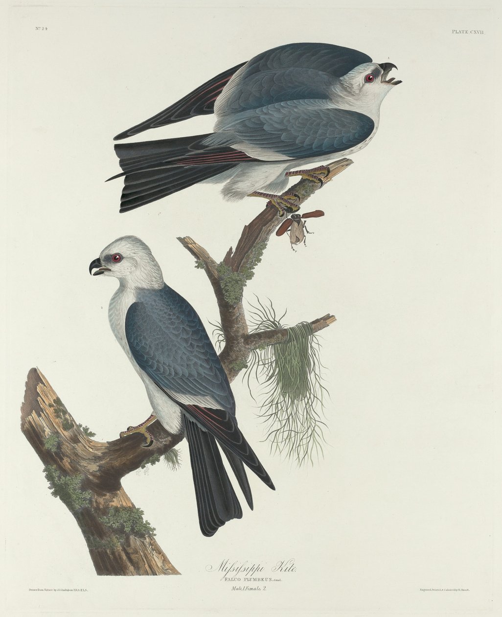 Mississippi Kite, 1831. alkotó: Robert Havell
