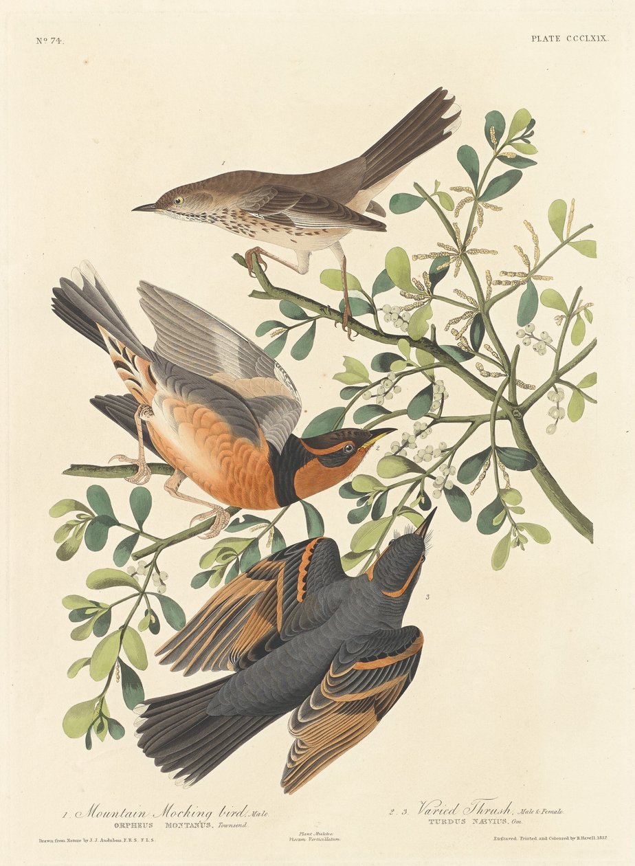 Hegyi gúnymadár és változatos rigó, 1837. alkotó: Robert Havell