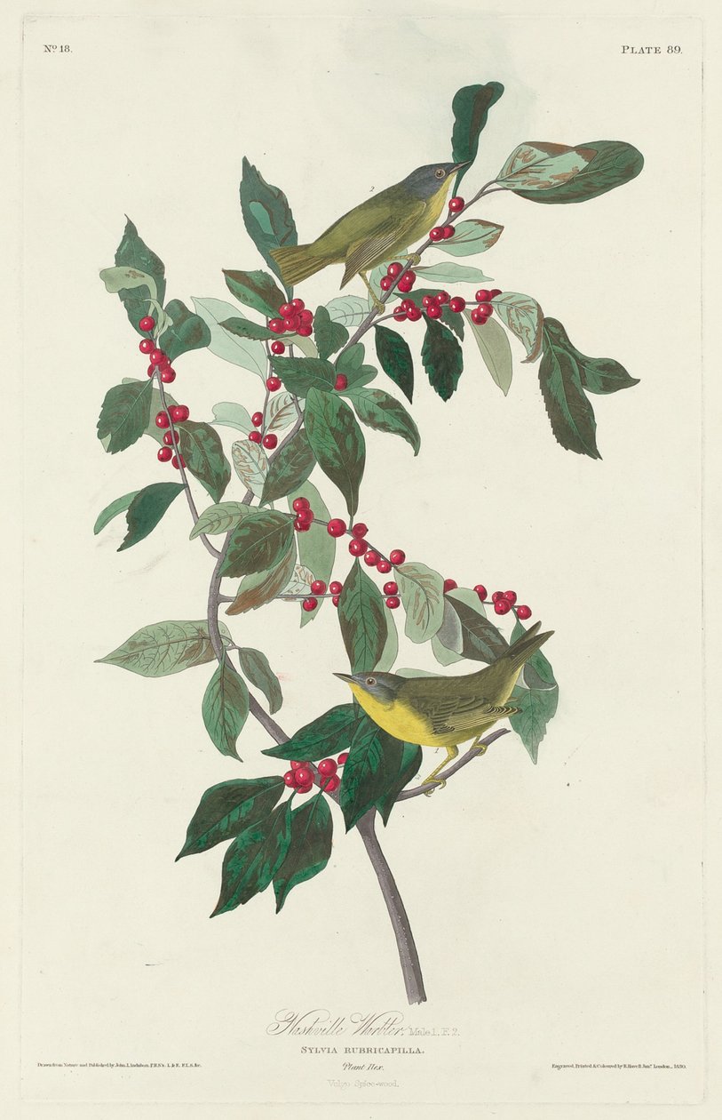 Nashville poszcsa, 1830. alkotó: Robert Havell