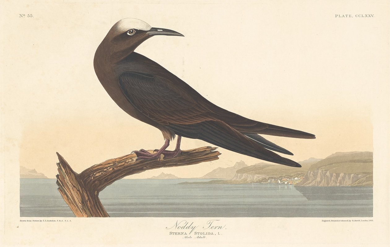 Noddy Tern, 1835. alkotó: Robert Havell