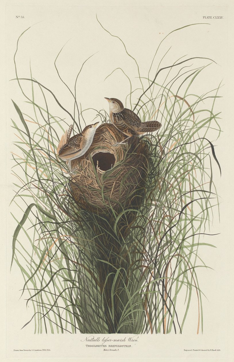 Nuttall Lesser Marsh Wren, 1833. alkotó: Robert Havell