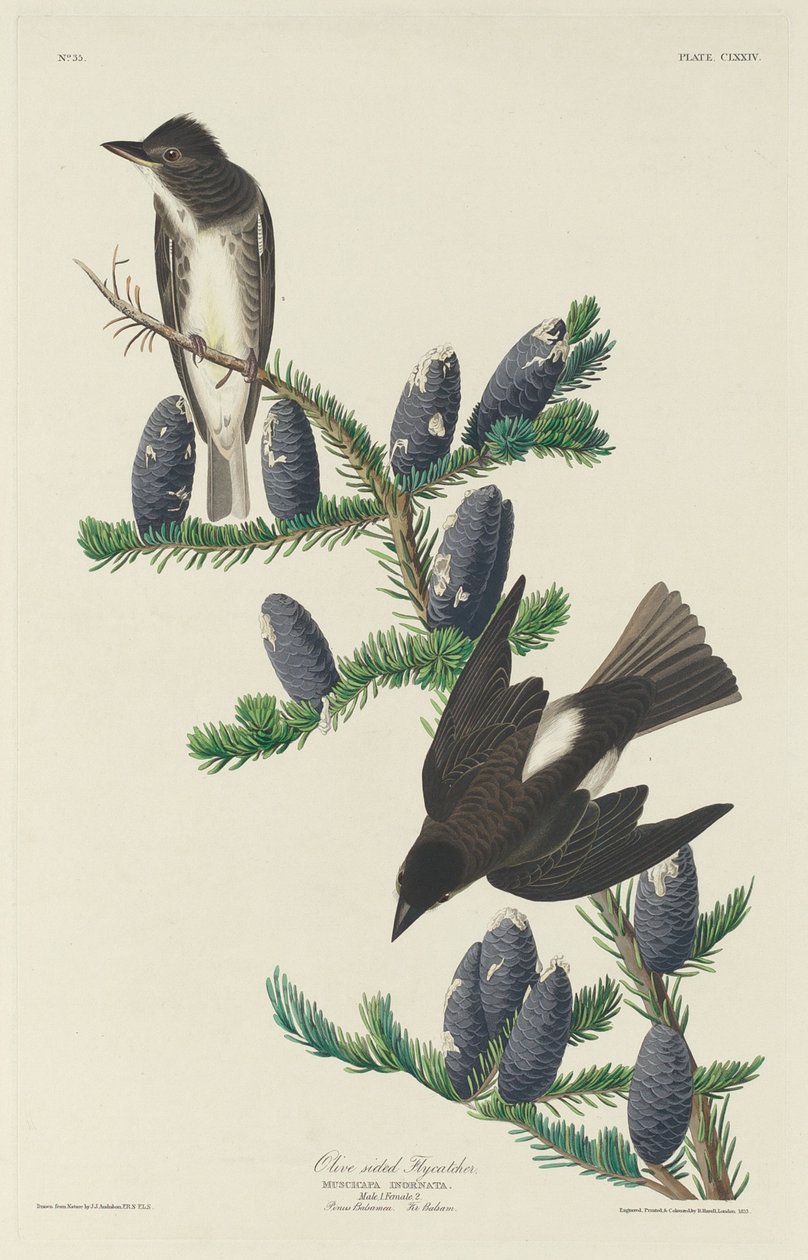 Oliva oldalú légykapó, 1833. alkotó: Robert Havell