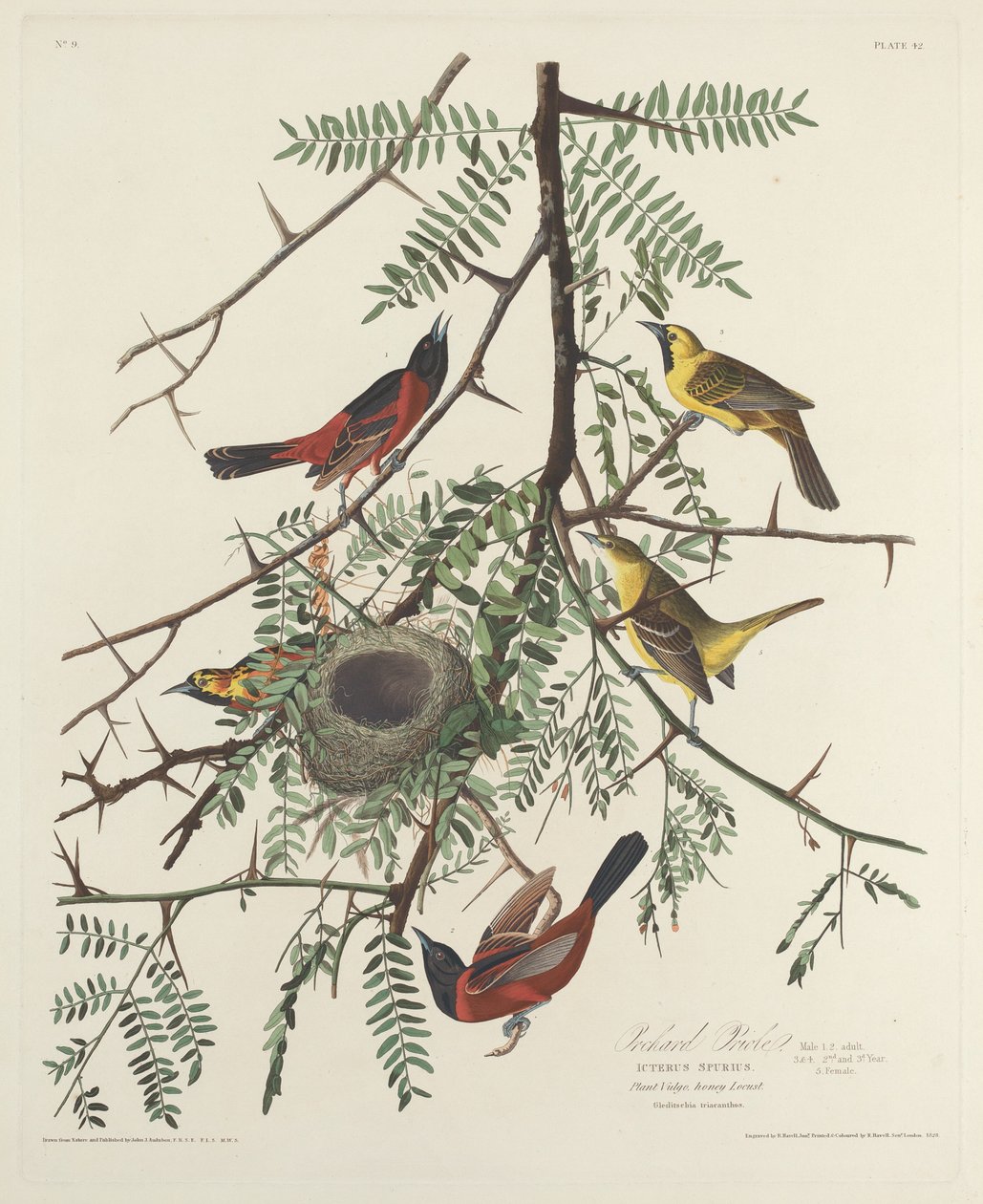 Orchard Oriole, 1828. alkotó: Robert Havell