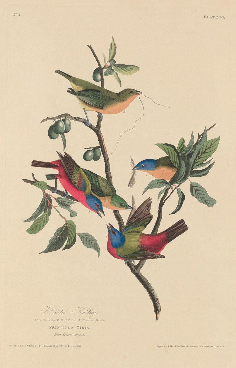 Festett sármány, 1829. alkotó: Robert Havell
