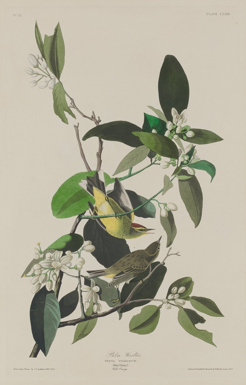 Pálmakakas, 1833. alkotó: Robert Havell