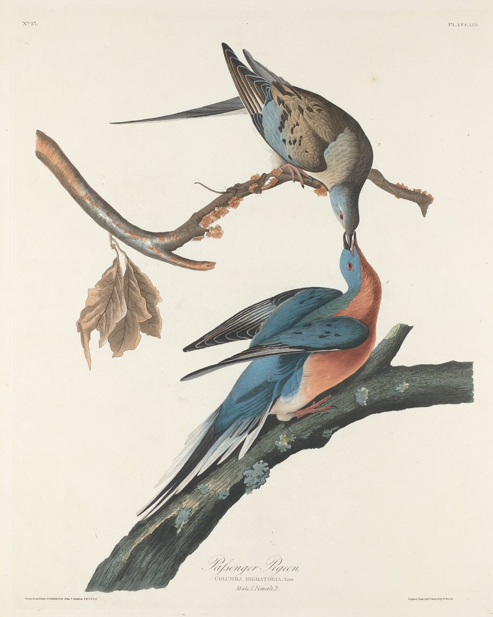Utasgalamb, 1829. alkotó: Robert Havell