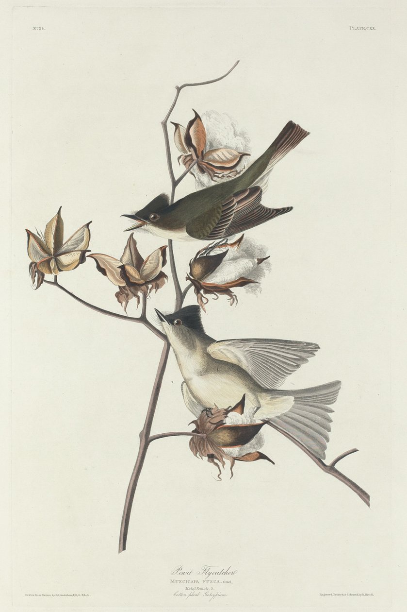 Pewit légykapó, 1831. alkotó: Robert Havell
