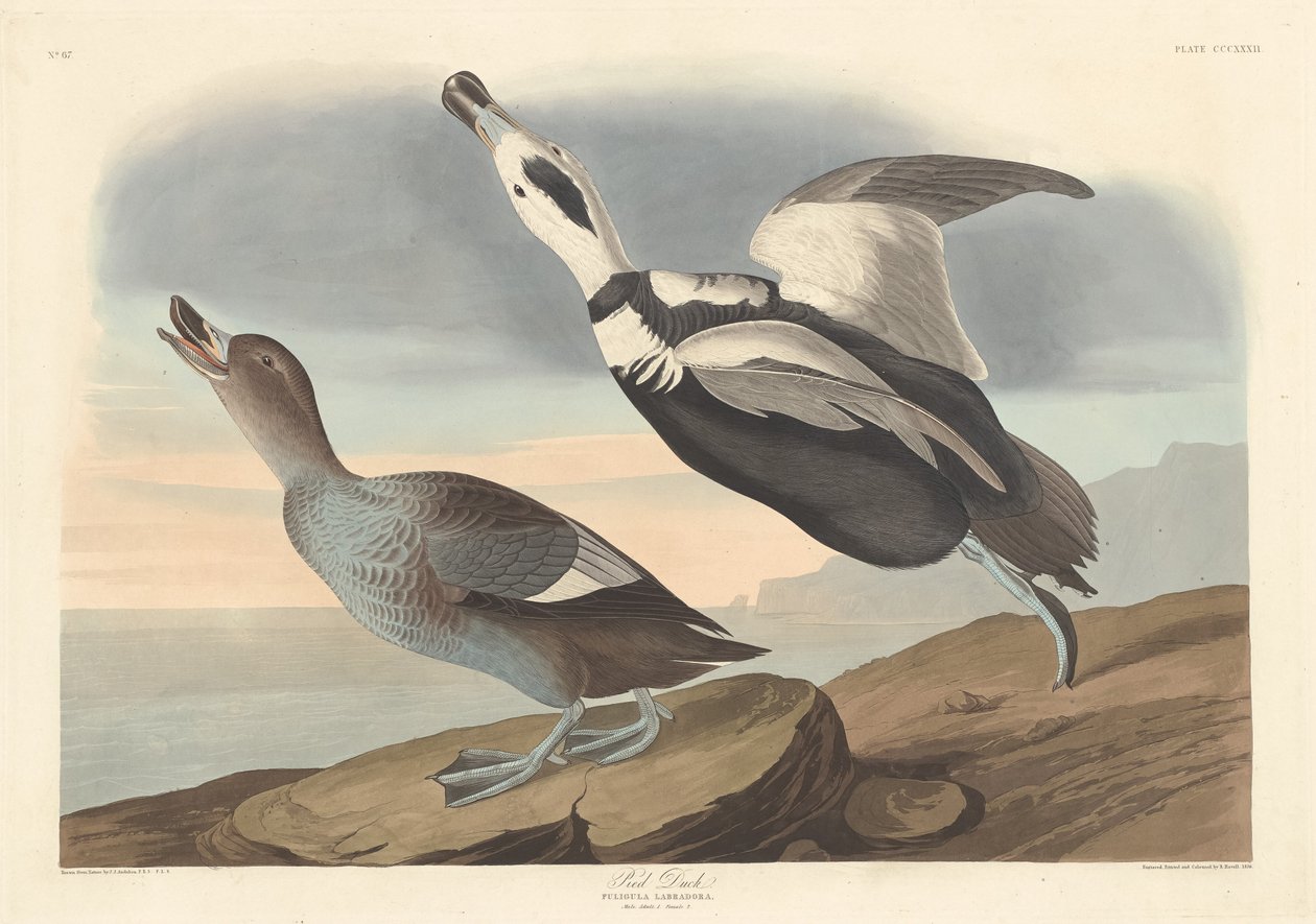 Pástétom kacsa, 1836. alkotó: Robert Havell